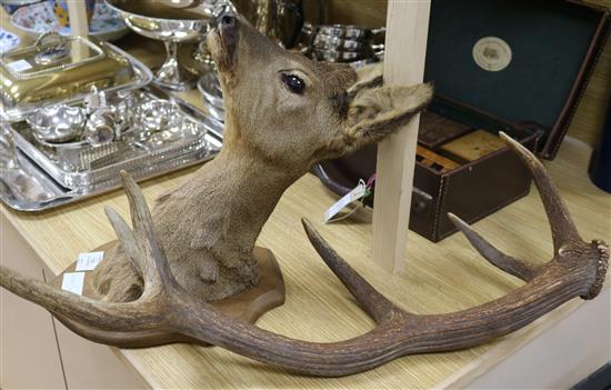 A six point stag antler